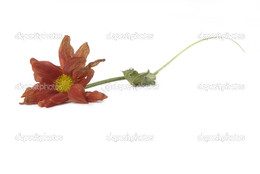 depositphotos_7299390-Wilted-flower-fall-on-the-fl
