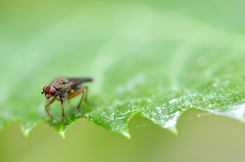 Blogue_macro1_2014.jpg